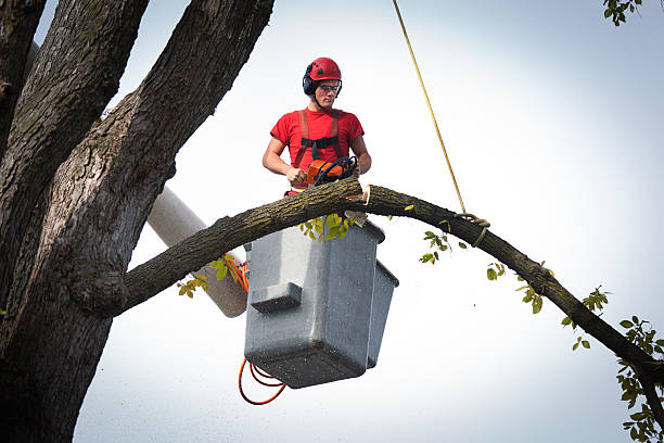 Best Affordable Tree Service  in Gainesville, VA